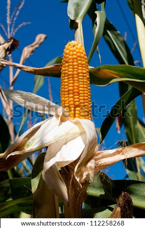 Corn stalk on the blue sky