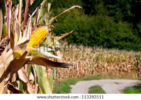 Corn on the cob on the corn field background