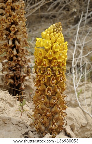 Yellow Cistanche tubulosa desert flower use in  Chinese herbal medicine.