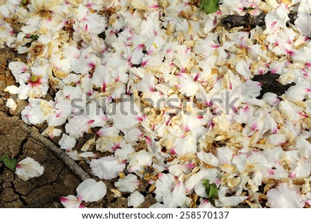 Withered rose petals of almond trees after flowering on orchard ground.