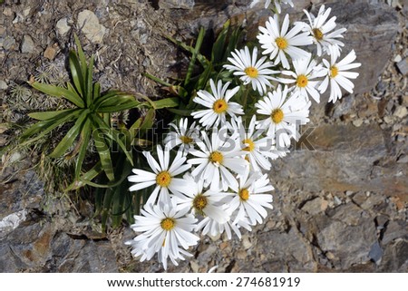 Alpine Chamomile flowers in Southern Alps, New Zealand.