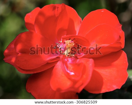 Spring blossom of red Pomegranate flower.