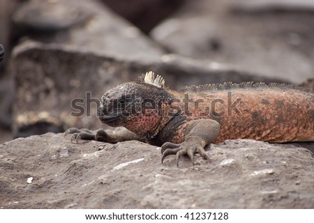 Galapagos marine iguana resting on a stone.