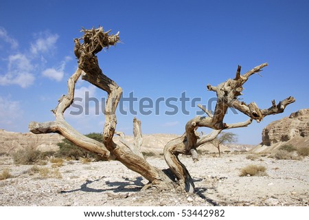Dry tree in Negev Desert, Israel.
