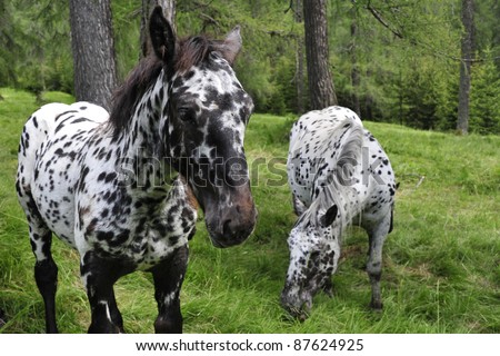 Two spotted horses in the forest.