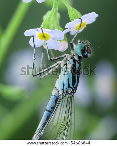 Blue+dragonflies+pictures