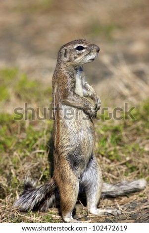 A close-up of a Cape Ground Squirrel on its hind legs, Mountain Zebra National Park