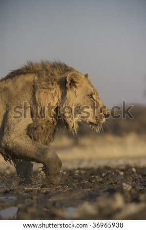 Profile view of an African Lion (Panthera Leo), South Africa.