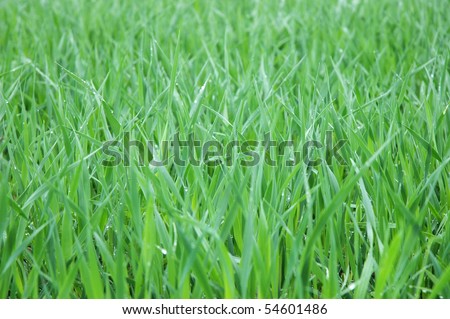 growing cereal crop with drops of rain