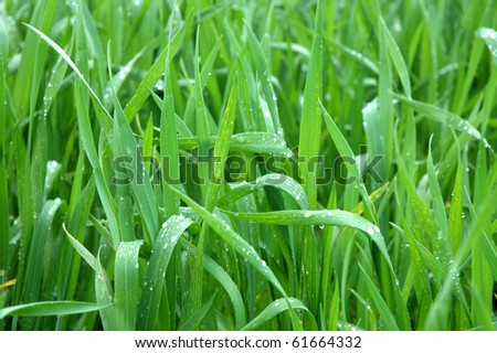 growing cereal crop with drops of rain