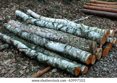Stacked and cut logs for forestry