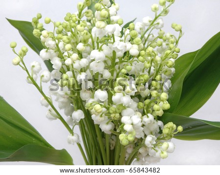 lilies of the valley on white background