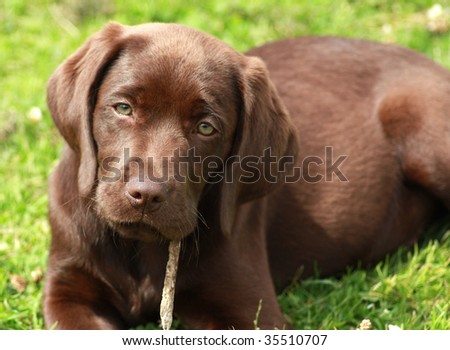 Chocolate  Puppies on Labrador Puppy Three Labrador Puppies In A Find Similar Images