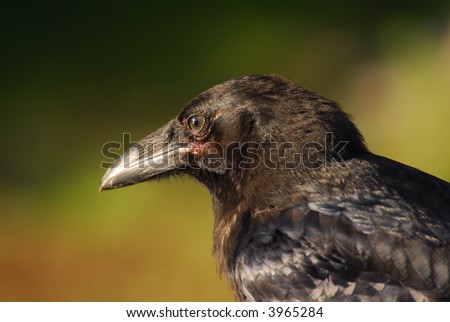Raven or Crow