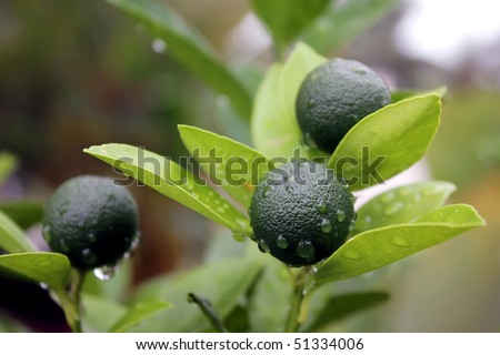 Lime fruits with lime tree