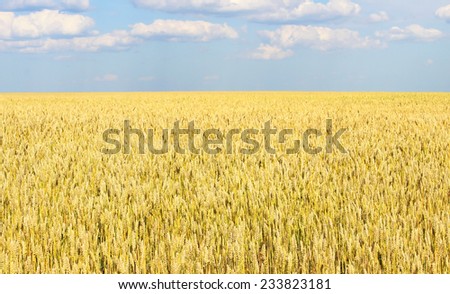 Endless wheat field, receding into the distance beyond the horizon