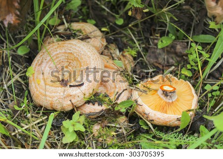 Mushrooms Saffron milk caps in the grass close-up