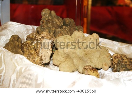big white truffle from Alba, Italy