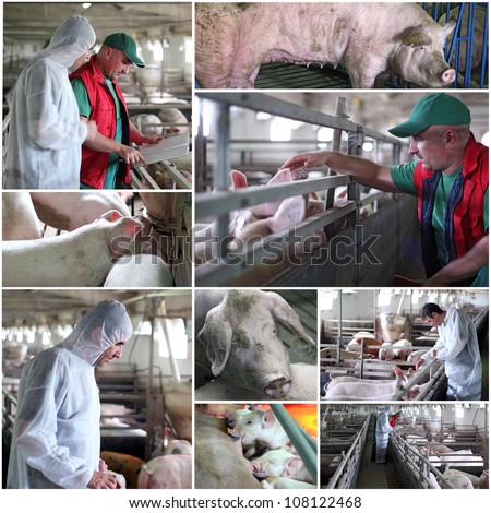 Collage of photographs showing intensive pig farming.\
Veterinarian at work. Animal husbandry. Farmer at work.