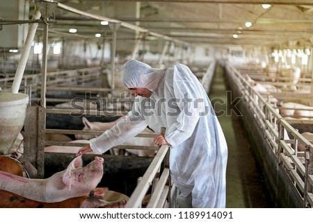 Veterinarian Examining Pigs at a Pig Farm. Veterinary doctor wearing protective clothing. Intensive pig farming. Pig farm worker.