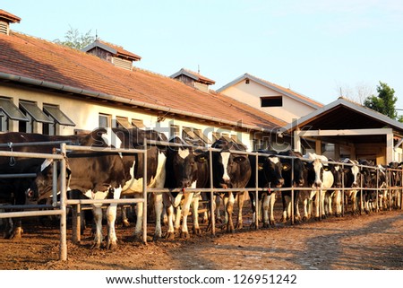 Dairy Farm And Milking Cows. Cows Waiting To Be Milked In Milking Shed On Farm.