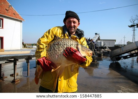 Fisherman Holding a Big Fish. Fishing Industry. Portrait of fisherman with big carp fish in his hands at fish farm.