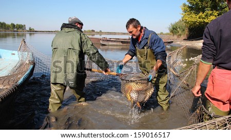 Fishermen at Work. Fishing Industry. \
A fishermen scoops up fish from a net.