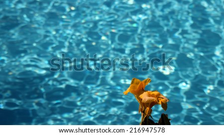 Flower Against Turquoise Water. Swimming Pool with Ripple Turquoise Water Background.