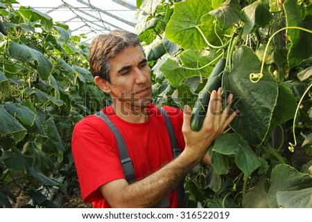 Farmer Checking Cucumbers in Commercial Greenhouse.\
Big mature cucumbers in farmers hands. Greenhouse Vegetable Production.