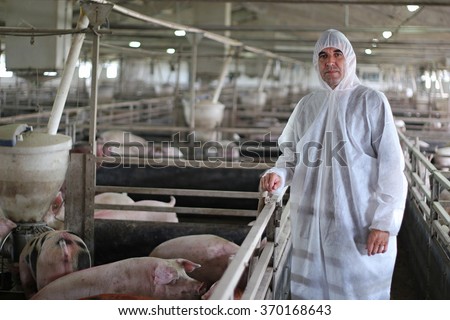 Veterinarian Doctor Wearing Protective Suit. Intensive pig farming. Pig farm worker. Veterinarian doctor examining pigs at a pig farm.