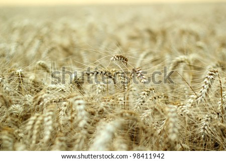 Ears of ripe barley ready for harvest growing in a farm field.  Selective focus. Shallow DOF.