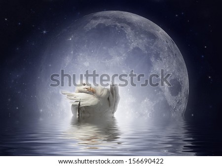 Beautiful seagull floating in the water at night. Full Moon light.