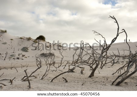 Desert scene with white sand and dried branches scattered around, with cloudy skies above