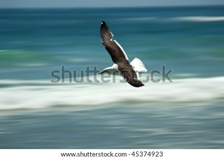 Seagull flying fast over ocean and breaking waves