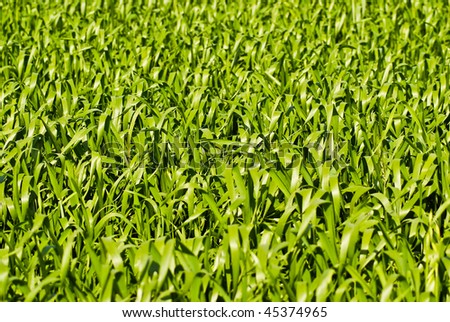Texture shot of green wheat or barley leaves going out of focus at top of frame