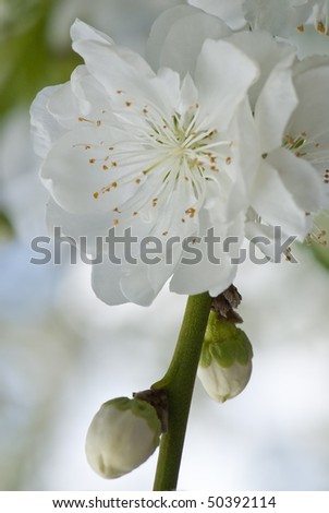 Close up macro type shot of white spring blossom, with green and brown background out of focus