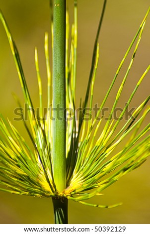 Close up macro shot of the joint of a river reed plant