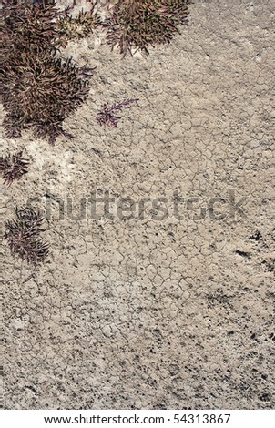 Dry brown ground surface with some small plants growing in the top left corner of the frame