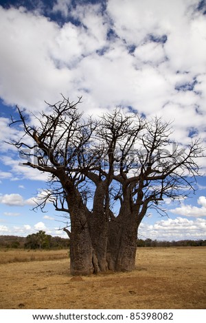 Old Baobab tree in a brown field, with blue skies and white clouds overhead