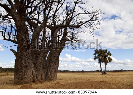 ancient baobab tree