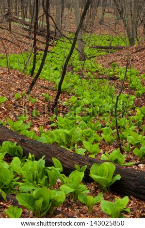 Wild cabbage growing in early spring without anything else growing around it.