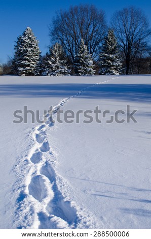Winter footprints color