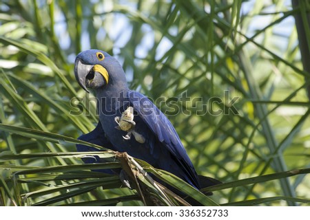 Hyacinth Macaw (Anodorhynchus hyacinthinus) feeding on a palm nut,  The Pantanal, Mato Grosso, Brazil