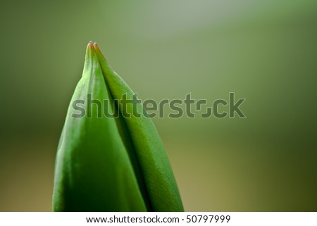A macro shot of the tip of a tulip bud.  It has extreme depth of field with focus on the tip of the bud.