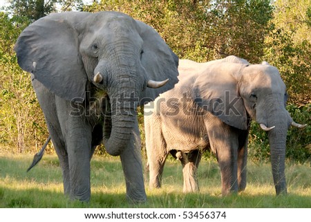 An adult and a young African elephant look towards the camera whilst eating grass.  The elephants are in the wild bushlands of the Okavango Delta, Botswana.