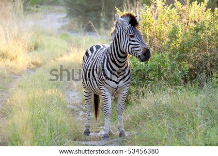 A zebra standing almost face on in the middle of a road in the Okavango Delta, Botswana.