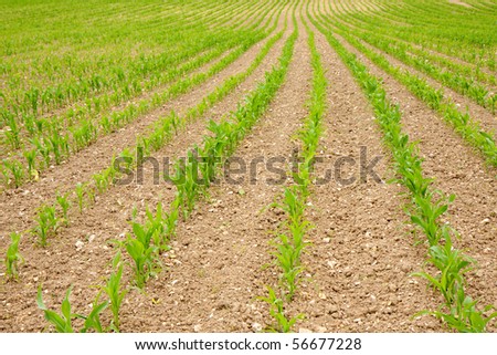 A frame filling field in the countryside with neat rows of the green shoots of new plants.
