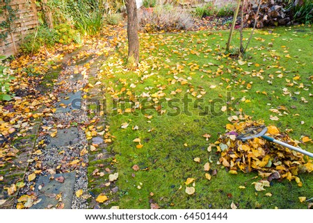 A small garden lawn in the process of having fallen autumn leaves raked into a tidy pile.