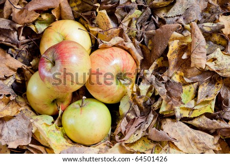 A pile of five freshly picked green and red apples.  The apples are piled up and on a bed of autumn leaves.