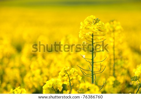 Focus on a single rapeseed flower in a field full of the yellow spring crop.